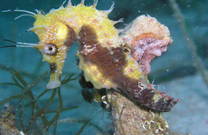 Seepferdchen, Lastovo, Kroatien