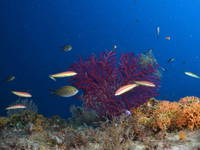 Sportangeln, Lastovo, Kroatien