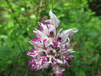 Flora - Orchidee Affen-Knabenkraut