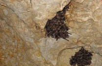 Fledermäuse, Veternica