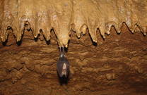 Veternica, Fledermaus