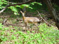 Fauna - Reh, Medvednica