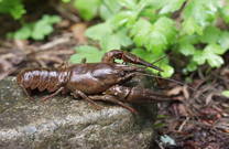 Naturpark Papuk, Astacus