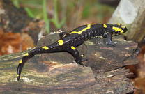 Salamander, Naturpark Papuk