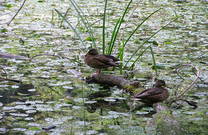 Stockente, Naturpark Papuk