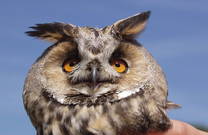 Waldohreule, Naturpark Papuk