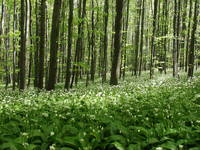 Flora, Naturpark Papuk