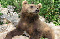 Braunbär, Naturpark Velebit