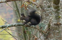 Fauna im Naturpark Velebit