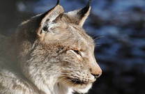 Luchs im Naturpark Velebit
