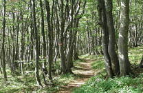 Natur im Velebit, Kroatien