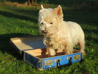 Einreisevroschriften mit Hund Kroatien