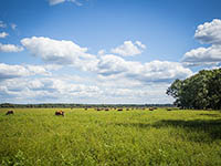 Naturpark Lonjsko Polje