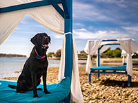 Urlaub mit Hund in Kroatien