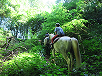 Reiten Ranch Barba Tone