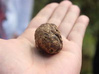 Trüffelsuche Livade