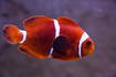 Clownfisch Aquarium Pula