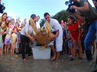 Meeresschildkröte Freiheit