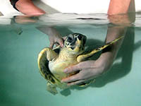 Karin Team Meeresschildkröten