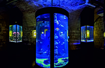 Aquarium Pula - Fische