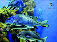 Aquarium Pula - Adriaausstellung