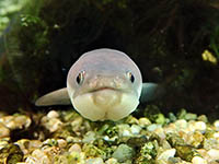 Aquarium Pula - Ausstellung Fische Kroatischer Seen und Flüsse