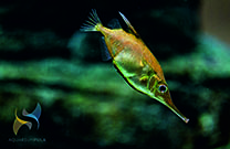 Aquarium Pula - Fisch