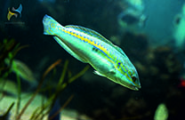 Aquarium Pula - Weiterer Fisch