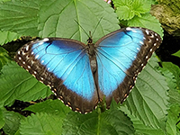 Spaziergang mit Schmetterlingen