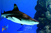 Hai im Aquarium Pula