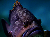 Aquarium Pula - Mittelmeerausstellung