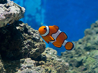 Aqarium Pula - Süßwasser Tropenausstellung