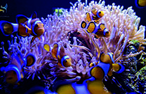 Aquarium Pula - Unterwasserwelt