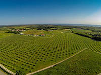 Oma Jolas Olivenfarm