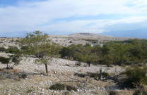 Landschaft Goli Otok