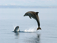 Delfine, Insel Losinj