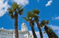 Kvarner Bucht Palmen