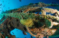 Silo, Unterwasserwelt