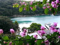 Gozinka - Schinkenbucht - Suha Punta