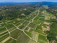 Vrbnicko polje, Weingärten