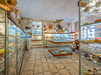 Alakologisches Museeum