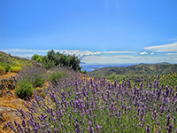 Wandern, Lavendelfelder