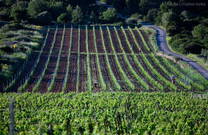 Weingärten Insel Vis