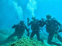 Tauchen - Divecenter Black Pearl