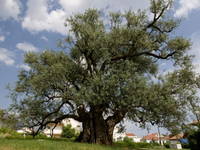 Kastela - Olivenbaum