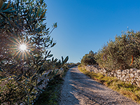 Themenweg Put Maslina