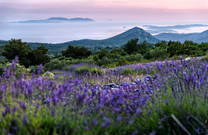 Lavendelfeld Insel Hvar