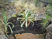 Höhle Lucica - Sumartin