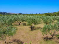 Supetar, Insel Brac - Olivenhaine, Oliven