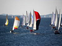 Vis - Regatta